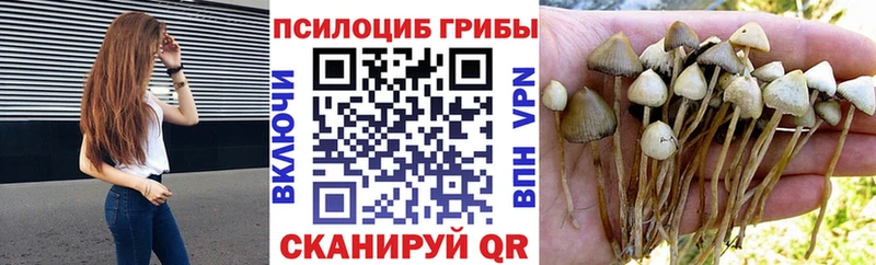 Галлюциногенные грибы Psilocybine cubensis  Якутск 